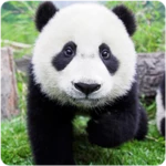 Logo of Panda HD Wallpapers android Application 