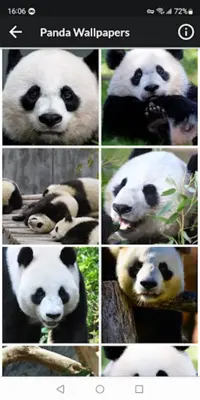 Panda HD Wallpapers android App screenshot 0