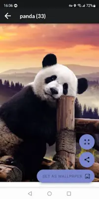 Panda HD Wallpapers android App screenshot 3