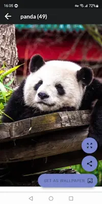 Panda HD Wallpapers android App screenshot 4