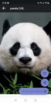 Panda HD Wallpapers android App screenshot 5